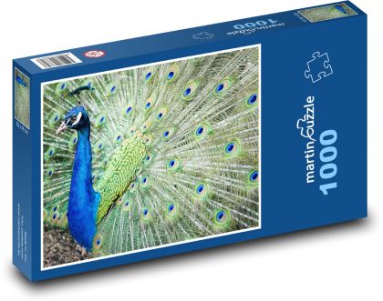 Páv - pták, barevné peří - Puzzle 1000 dílků, rozměr 60x46 cm