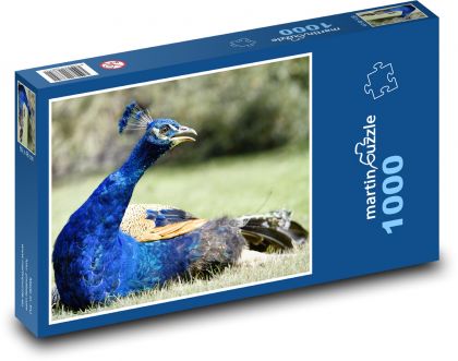 Paw - ptak, piórka - Puzzle 1000 elementów, rozmiar 60x46 cm