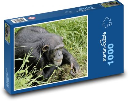 Šimpanz - opice, primát - Puzzle 1000 dílků, rozměr 60x46 cm
