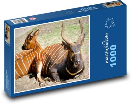 Antilopa bongo - pruhované zvíře, zoo - puzzle 1000 dílků