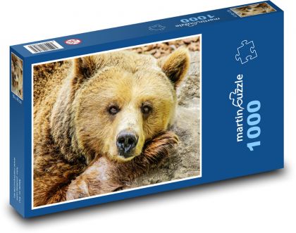 Niedźwiedź brunatny - zwierzę, ogród zoologiczny - Puzzle 1000 elementów, rozmiar 60x46 cm