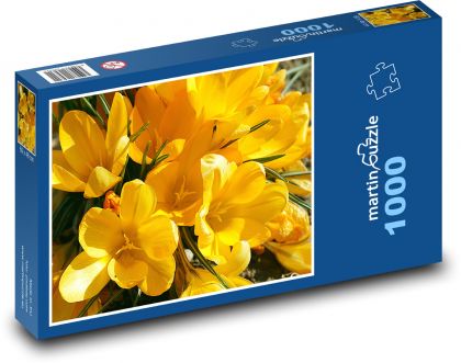 Žluté krokusy - jarní květiny, zahrada - puzzle 1000 dílků