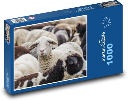 Stádo ovcí - zvířata, savci - Puzzle 1000 dílků, rozměr 60x46 cm