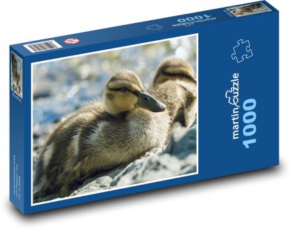 Kačice - vodné vtáctvo, vtáky - Puzzle 1000 dielikov, rozmer 60x46 cm