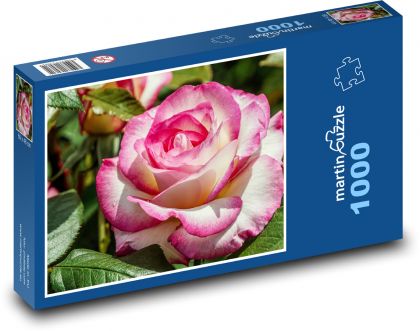 Noble rose - flower, garden - Puzzle 1000 pieces, size 60x46 cm 