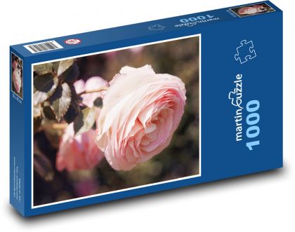 Ruže - kvet, záhrada - Puzzle 1000 dielikov, rozmer 60x46 cm