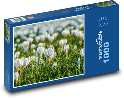 Bílé krokusy - jarní louka, květy - Puzzle 1000 dílků, rozměr 60x46 cm