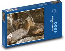 Mláďata kozorožce - zvířata, zoo Puzzle 1000 - 60x46 cm