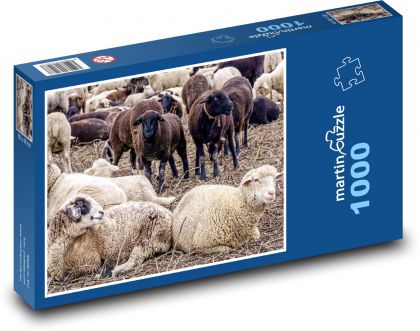 Stádo ovcí - zvířata, dobytek - puzzle 1000 dílků