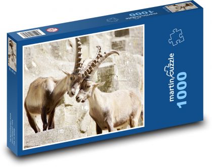 Kozorožec - rohy, savec - Puzzle 1000 dílků, rozměr 60x46 cm