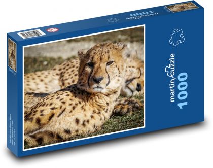 Gepardi - divoká zvířata, savci - Puzzle 1000 dílků, rozměr 60x46 cm