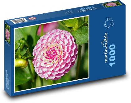 Růžová jiřina - květina, zahrada - Puzzle 1000 dílků, rozměr 60x46 cm