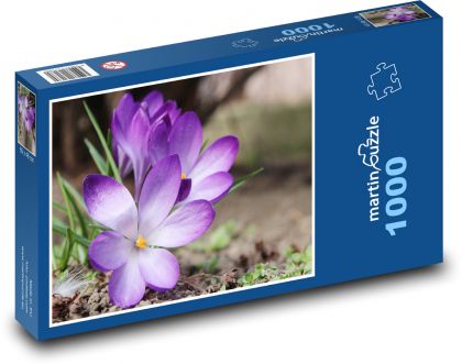 Krokusy - fialové květy, zahrada - Puzzle 1000 dílků, rozměr 60x46 cm