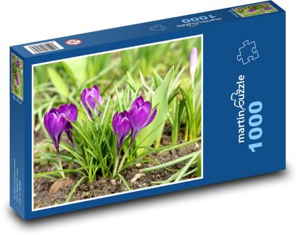 Fialový krokusy - jarní květiny, rostliny - Puzzle 1000 dílků, rozměr 60x46 cm