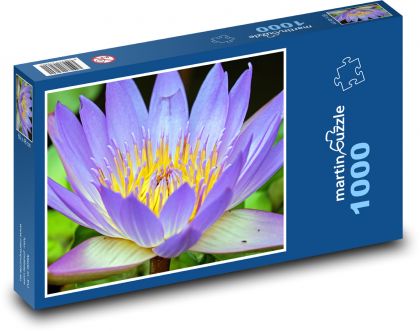 Water lily - flower, flower - Puzzle 1000 pieces, size 60x46 cm 