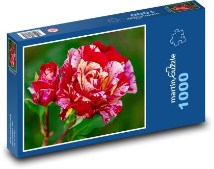 Růže - květ, květina - Puzzle 1000 dílků, rozměr 60x46 cm