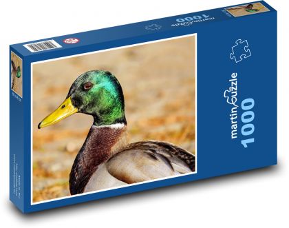 Divoká kachna - kačer, pták - puzzle 1000 dílků