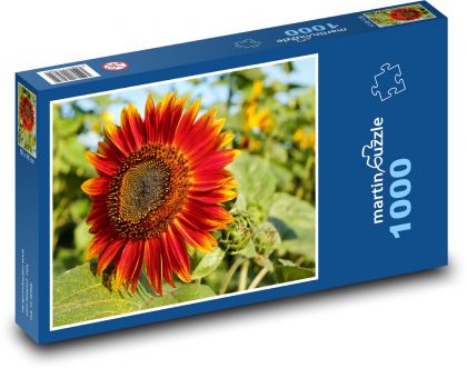 Slunečnice - červený květ, pole květin - Puzzle 1000 dílků, rozměr 60x46 cm