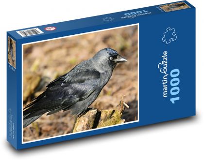 Kavka - ptak, zwierzę - Puzzle 1000 elementów, rozmiar 60x46 cm