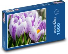 Krokusy - květiny, zahrada Puzzle 1000 dílků - 60 x 46 cm
