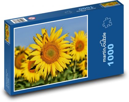 Sunflower field - yellow flowers, summer - Puzzle 1000 pieces, size 60x46 cm 