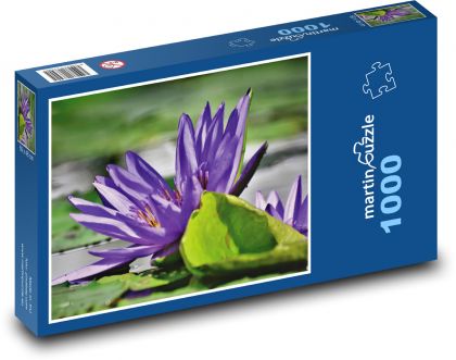 Fialový leknín - vodní rostlina, rybník - puzzle 1000 dílků