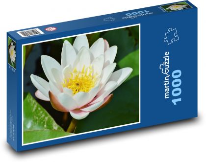 Leknín - vodní květina, rybník - Puzzle 1000 dílků, rozměr 60x46 cm