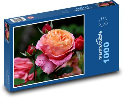 Růže - květ, rostlina - Puzzle 1000 dílků, rozměr 60x46 cm