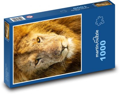 Lion - wild animal, mammal - Puzzle 1000 pieces, size 60x46 cm 