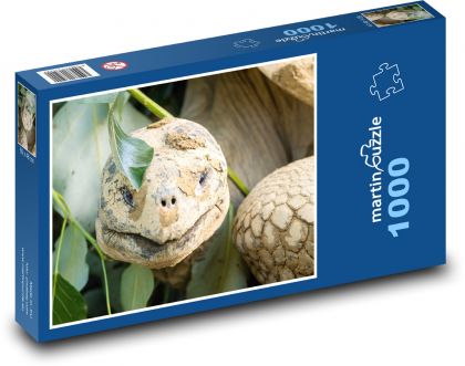 Galapágská obří želva - plaz, zvíře - Puzzle 1000 dílků, rozměr 60x46 cm