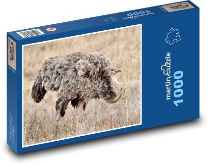Female Somali ostrich - animal, bird - Puzzle 1000 pieces, size 60x46 cm 