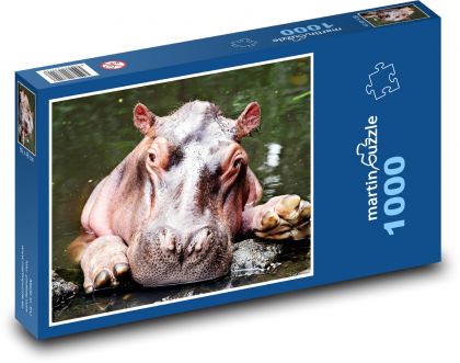 Hippo in the water - animal, mammal - Puzzle 1000 pieces, size 60x46 cm 
