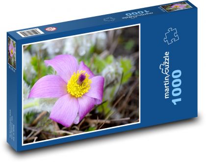 Koniklec - nachový květ, květina - puzzle 1000 dílků