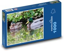Kačice - voľne žijúce vtáky, voda Puzzle 1000 dielikov - 60 x 46 cm 