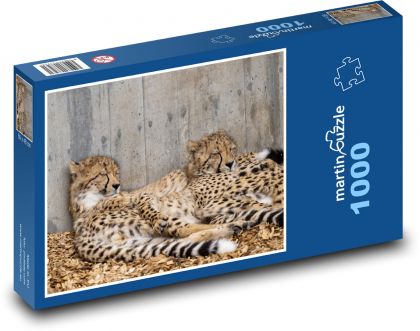Gepardi - kočkovité šelmy, zvířata - Puzzle 1000 dílků, rozměr 60x46 cm