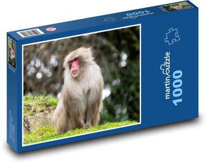 Monkey - mammal, zoo - Puzzle 1000 pieces, size 60x46 cm 