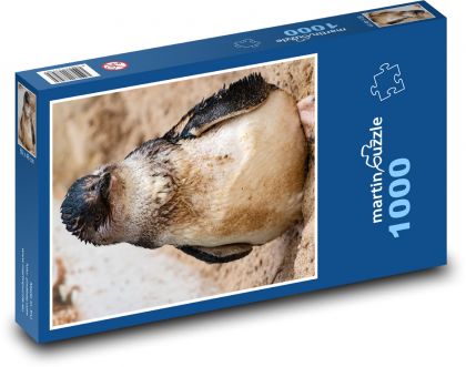 Penguin - bird, animal - Puzzle 1000 pieces, size 60x46 cm 