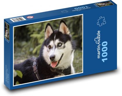 Husky - pes, domácí zvíře - Puzzle 1000 dílků, rozměr 60x46 cm