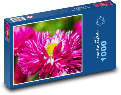 Astra - rosa Blume, Pflanze - Puzzle - 1000 Teile