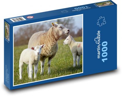 Ovce - jehňata, zvířata - Puzzle 1000 dílků, rozměr 60x46 cm