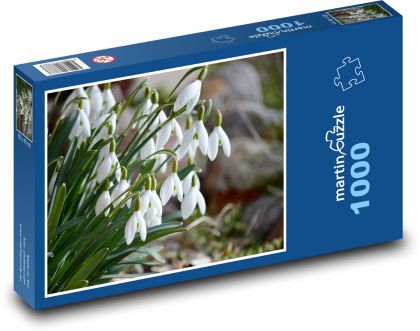 Snežienky - biele kvety, kvety - Puzzle 1000 dielikov, rozmer 60x46 cm
