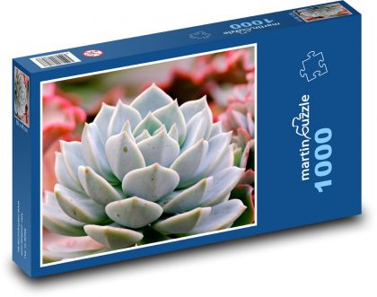 Kaktus - sukulent, rostlina - Puzzle 1000 dílků, rozměr 60x46 cm