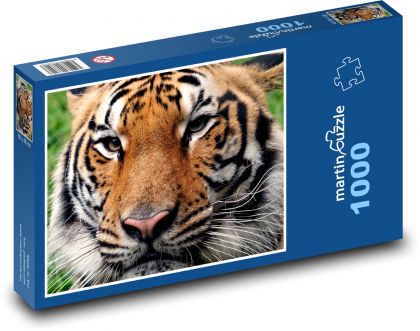 Bengálský tygr - zvíře, zoo - Puzzle 1000 dílků, rozměr 60x46 cm