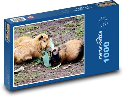 Peruwiańskie świnki morskie - zwierzęta domowe, gryzonie - Puzzle 1000 elementów, rozmiar 60x46 cm