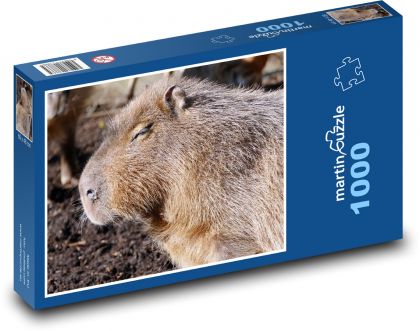 Kapybara - savec, zvíře - Puzzle 1000 dílků, rozměr 60x46 cm