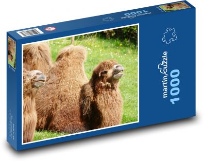 Kamel - Tier, Säugetier - Puzzle - 1000 Teile