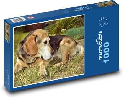 Pes - bígl, zvíře - Puzzle 1000 dílků, rozměr 60x46 cm