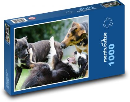 Border Collie - psy, zwierzęta - Puzzle 1000 elementów, rozmiar 60x46 cm