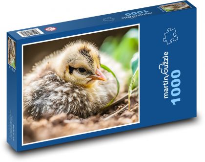 Ptak - kurczak, młode - Puzzle 1000 elementów, rozmiar 60x46 cm