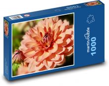 Jiřina - květ, poupata Puzzle 1000 dílků - 60 x 46 cm